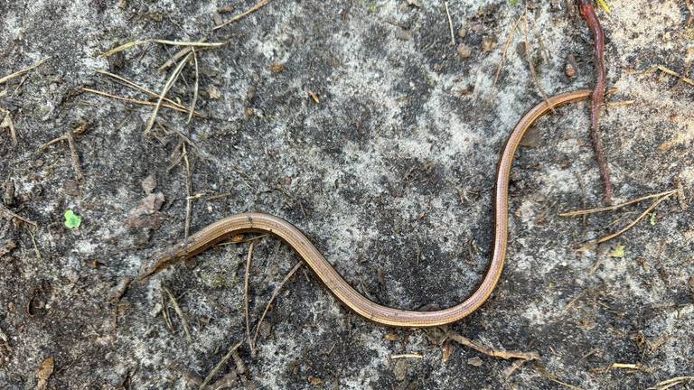 Een hazelworm in natuurgebied Kampina (foto: Frans Kapteijns).