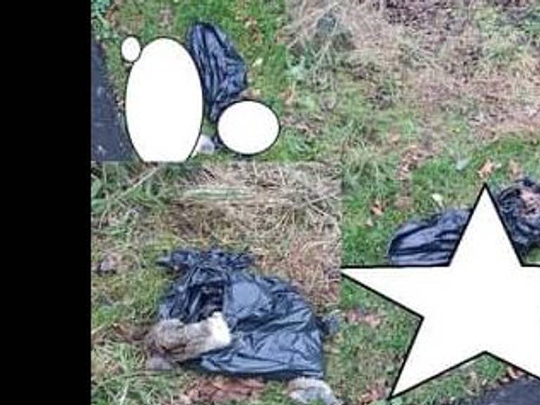 De vuilniszak met daarin de resten van meerdere konijnen werd gevonden langs het spoor in Oss (foto: Dieremambulance Brabant Noordoost).