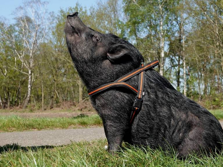 Niet alle varkens hebben het zo goed, vindt de Reclame Code Commissie (foto: Ben Saanen).