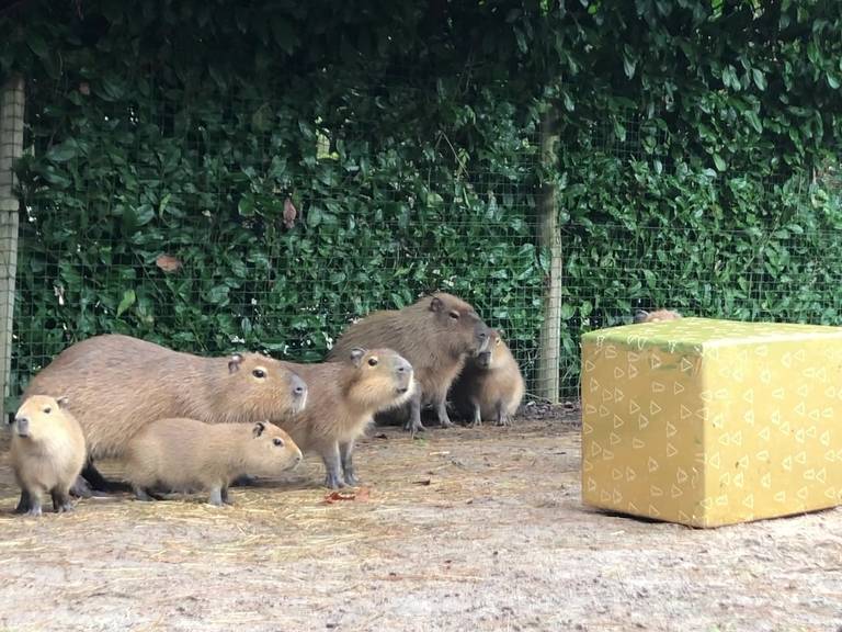 De capibara's weten niet wat ze meemaken.