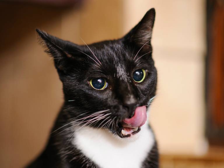 Katten moeten volgens Frans Kapteijns een belletje om (foto: Julian Schroeder/Flickr)