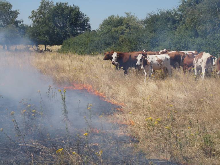 De koeien stonden dicht bij het vuur. (foto: Persbureau Midden Brabant)