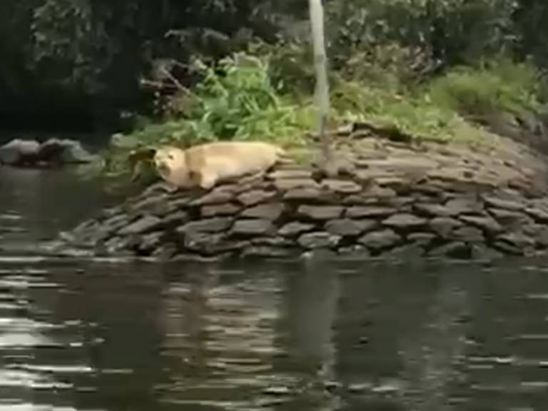 Vissers spotten de zeehond op een strekdam.