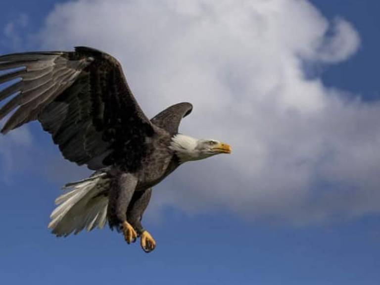 Topvogel Roofvogelpark in Diessen maakt zich zorgen over zeearend Homer (foto: Facebook Topvogel Roofvogelpark).