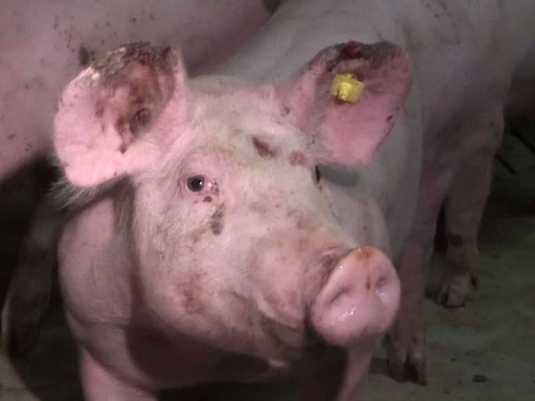 Een van de ziek ogende varkens uit een filmpje van Ongehoord.