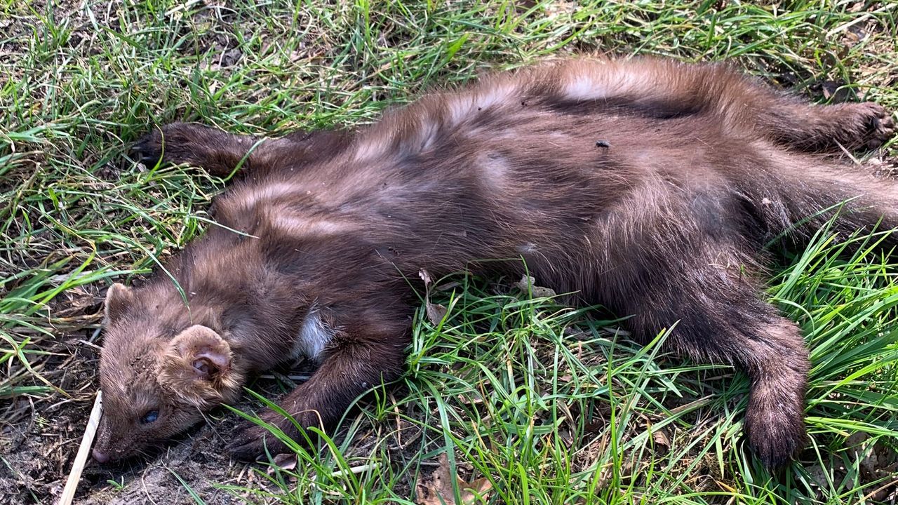 Een dode steenmarter (foto: Wout van Beijsterveldt). 