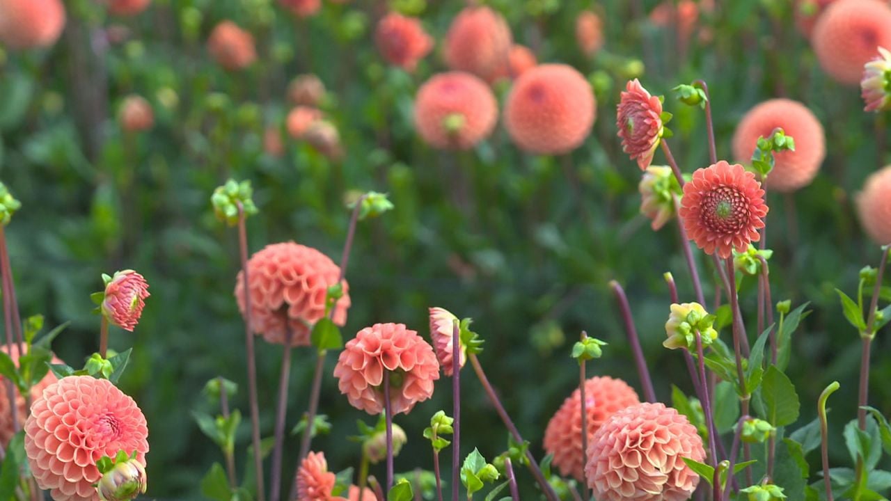 Dahlia's: dé bloem van het bloemencorso (foto: Omroep Brabant).