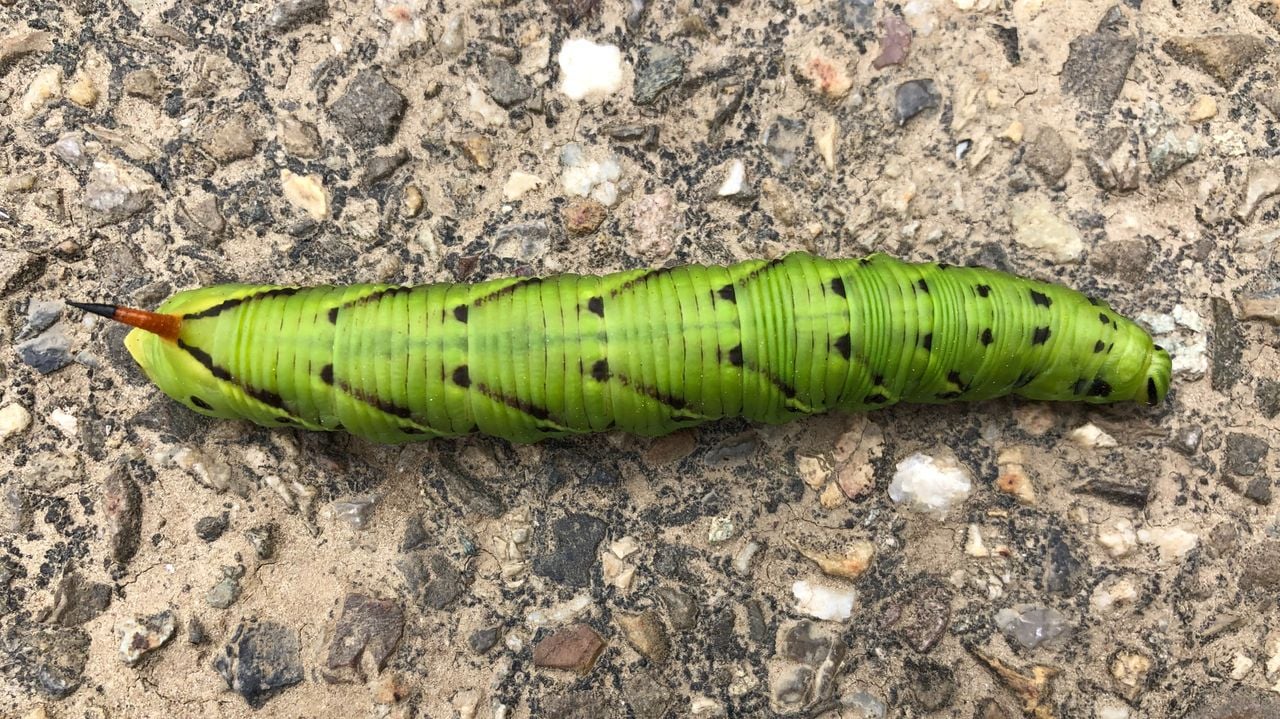 Tijdens een wandeling op een dijk in Zevenbergen werd een prachtig diertje gespot (foto: Trees van Wijk).