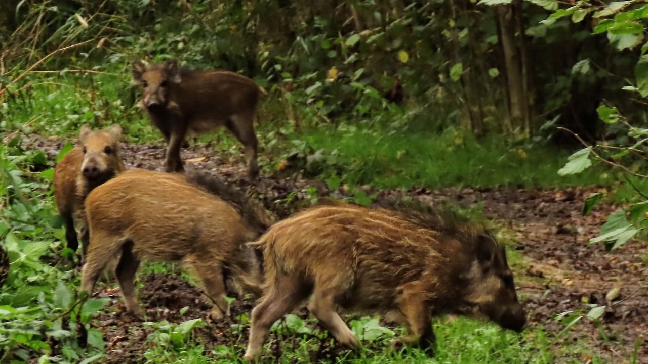 Wilde zwijntjes (foto: Mariëtte Corstiaans).