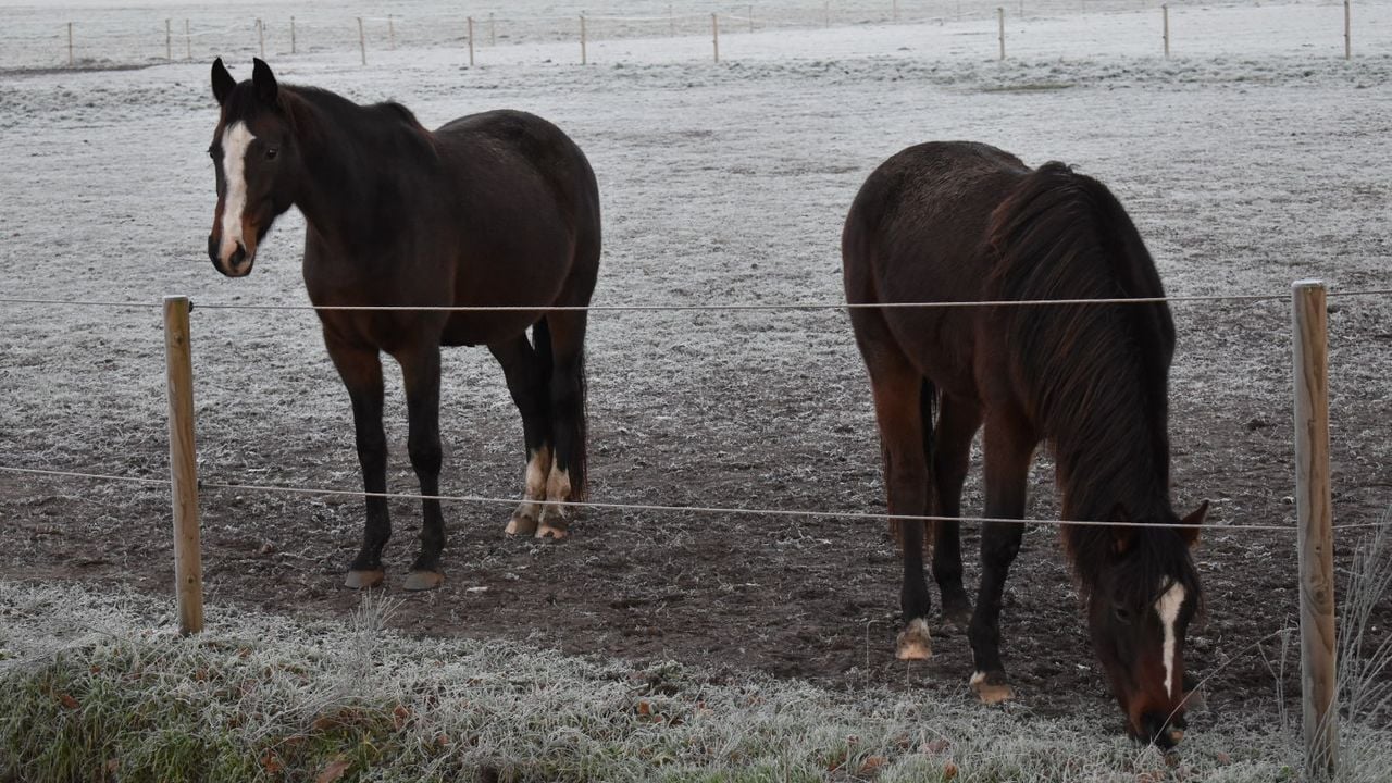 Een witte weide voor deze twee (foto: Willem van Nunen)