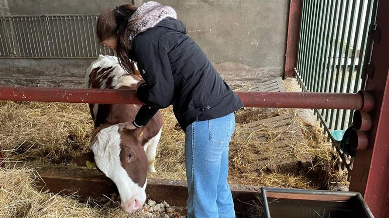 Greetje* bloeit op tussen de koeien (foto: Alice van der Plas)