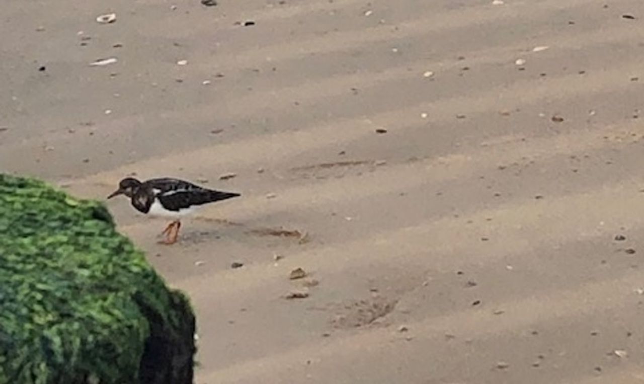 Een steenloper (foto: Els Sigmans).