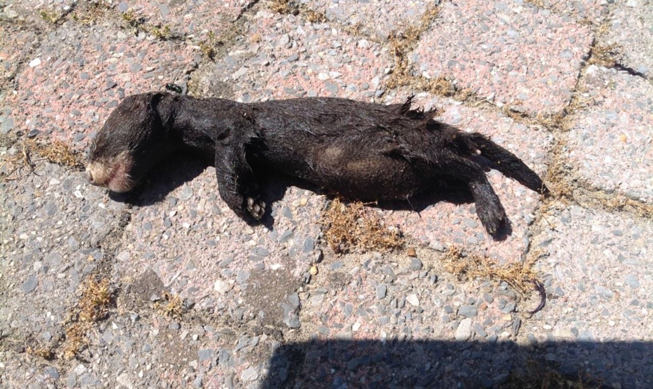 Een dode nerts (foto: Cees de Jager).