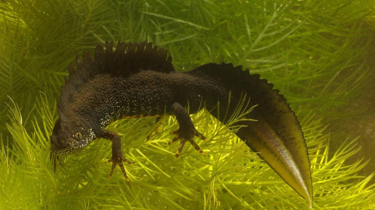 Een kamsalamander (foto: Saxifraga/Kees Marijnissen).