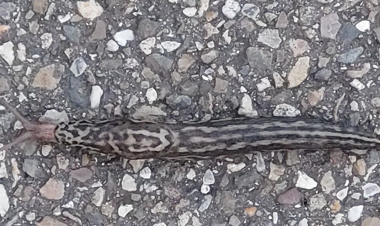 Een tijgerslak (foto: Martien Saris).