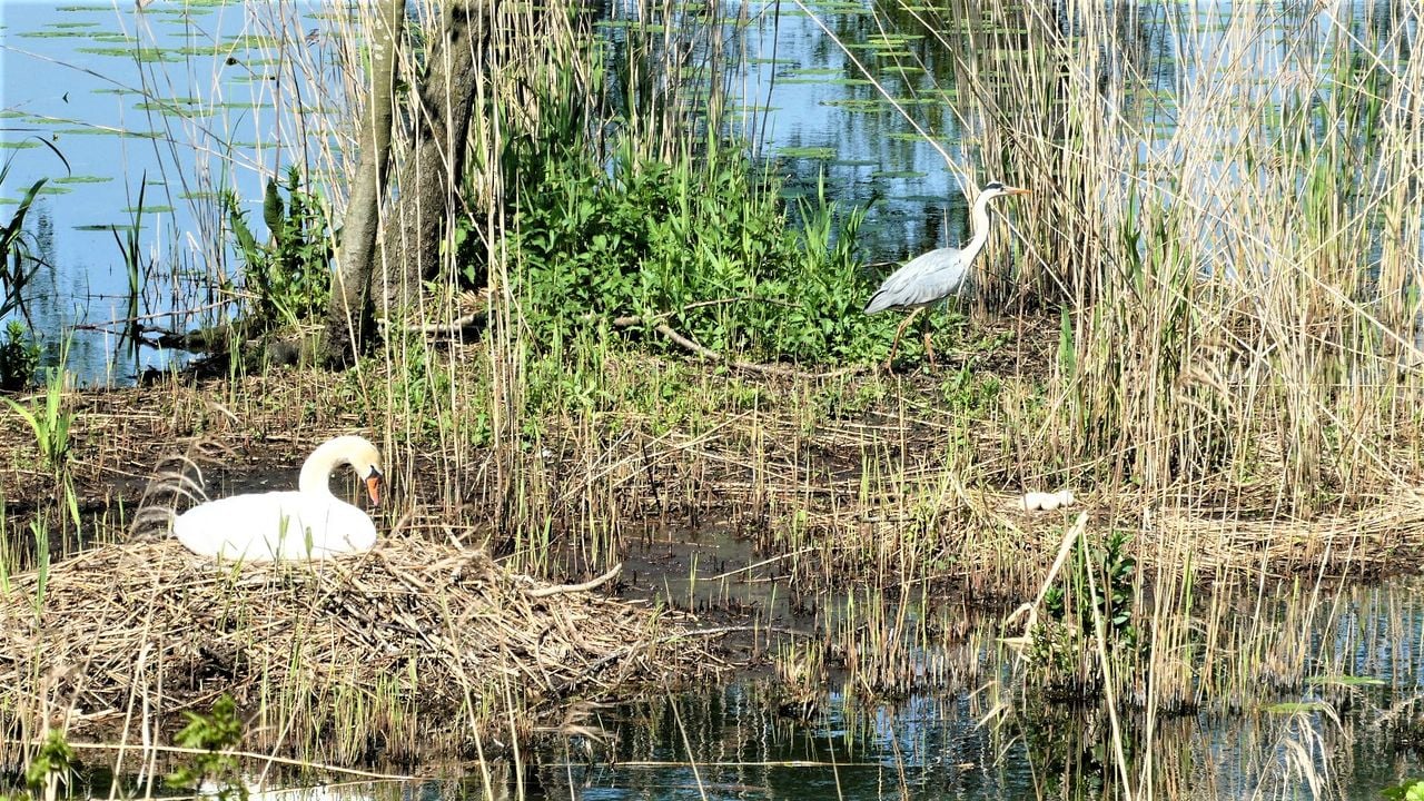 Een zwaan broedt op haar kuiken (foto: Mart K.)