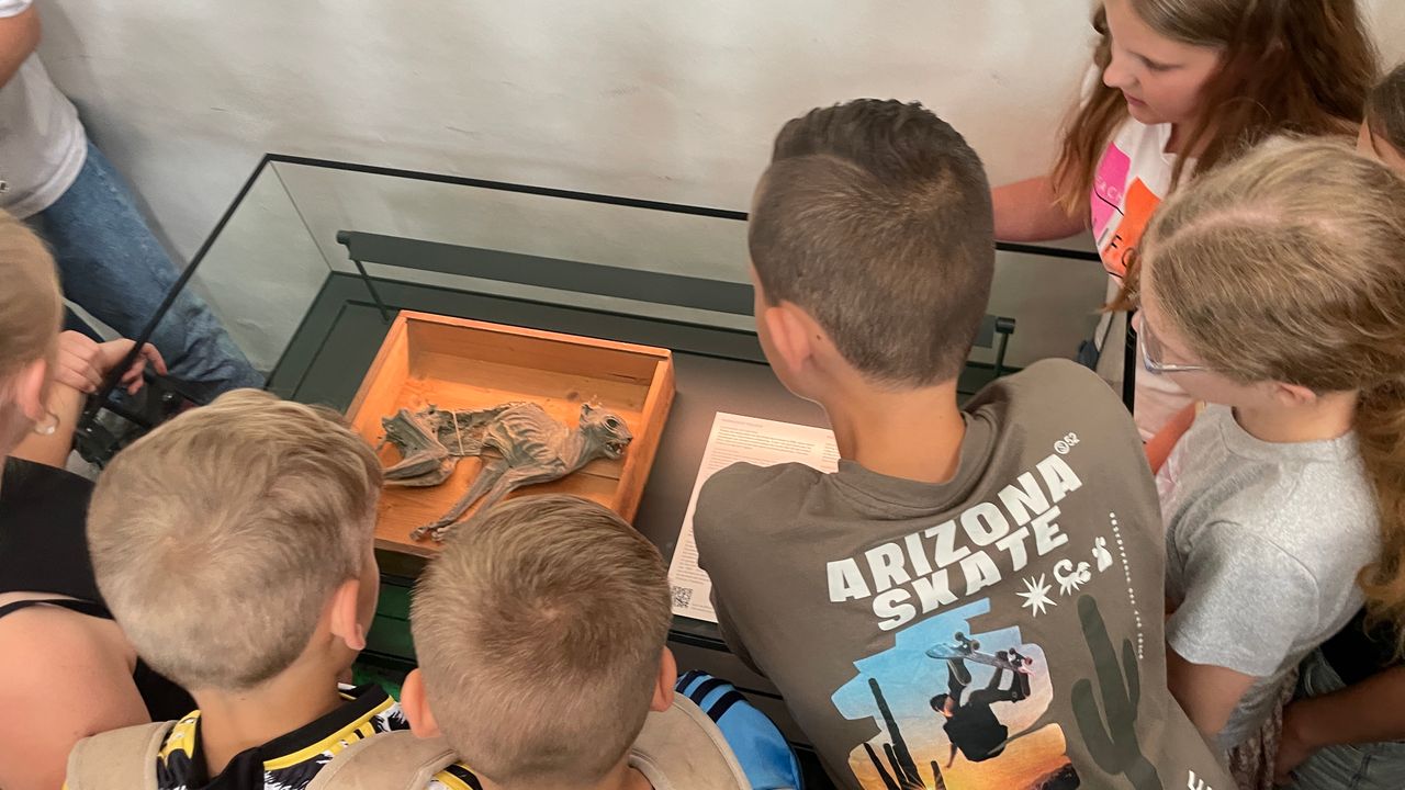 Kinderen verdringen zich om de kat te zien (foto: René van Hoof)