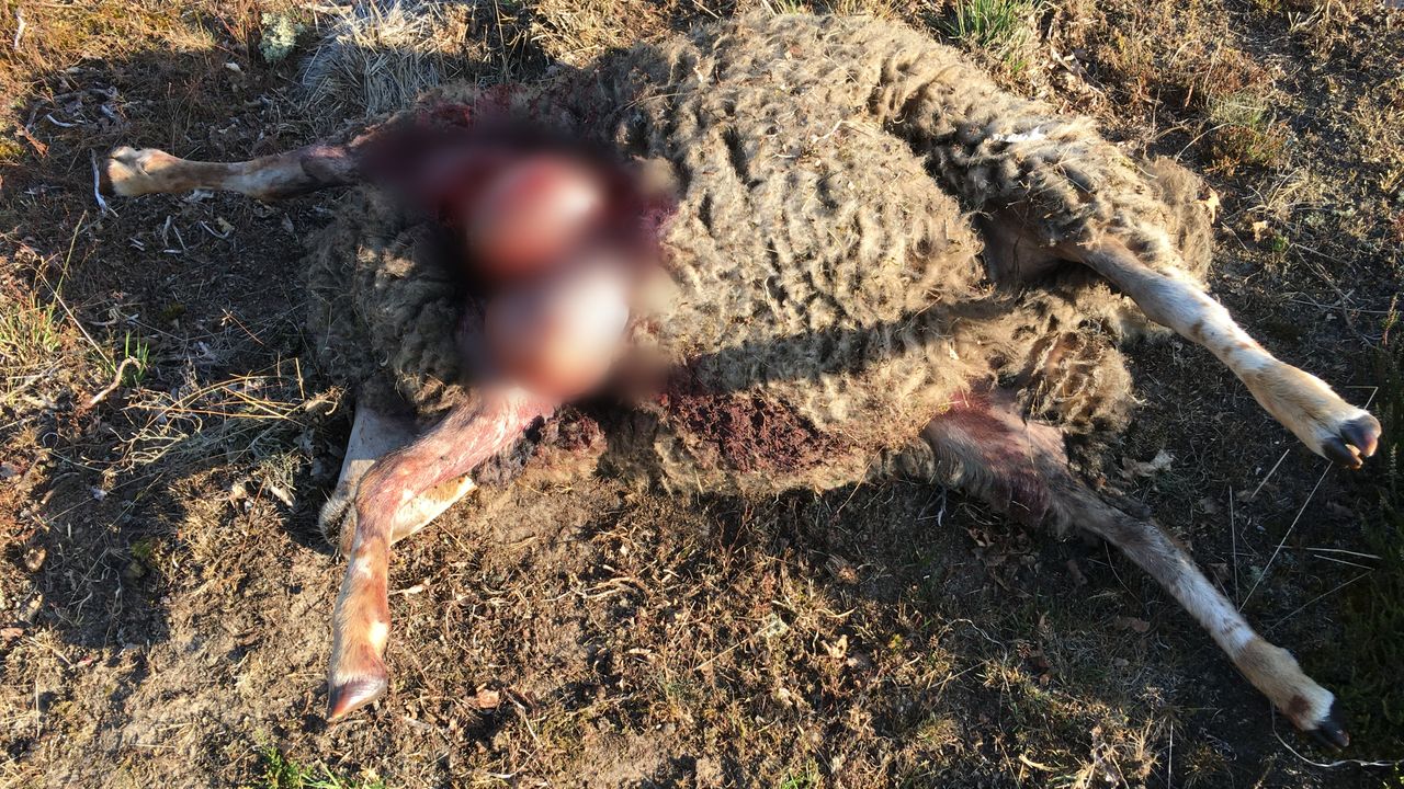 Foto: Hans van Lieshout