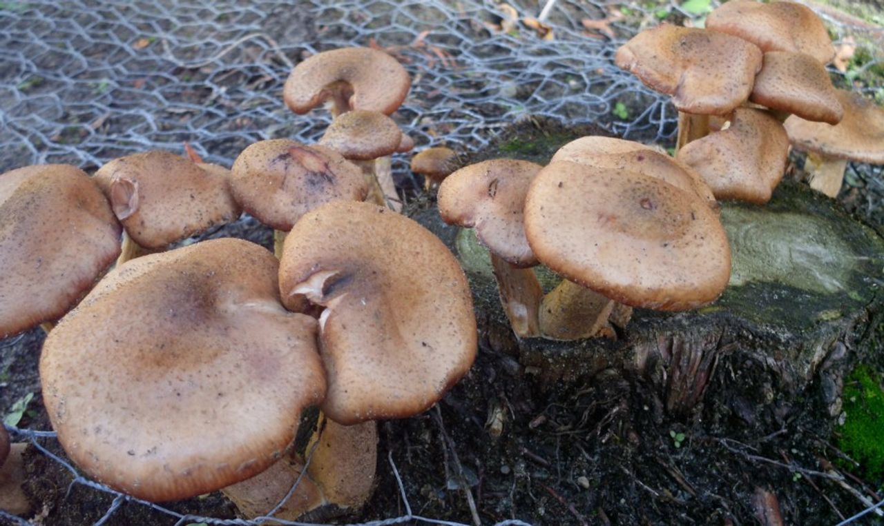 Paddenstoelen in de tuin van Else Louwers.