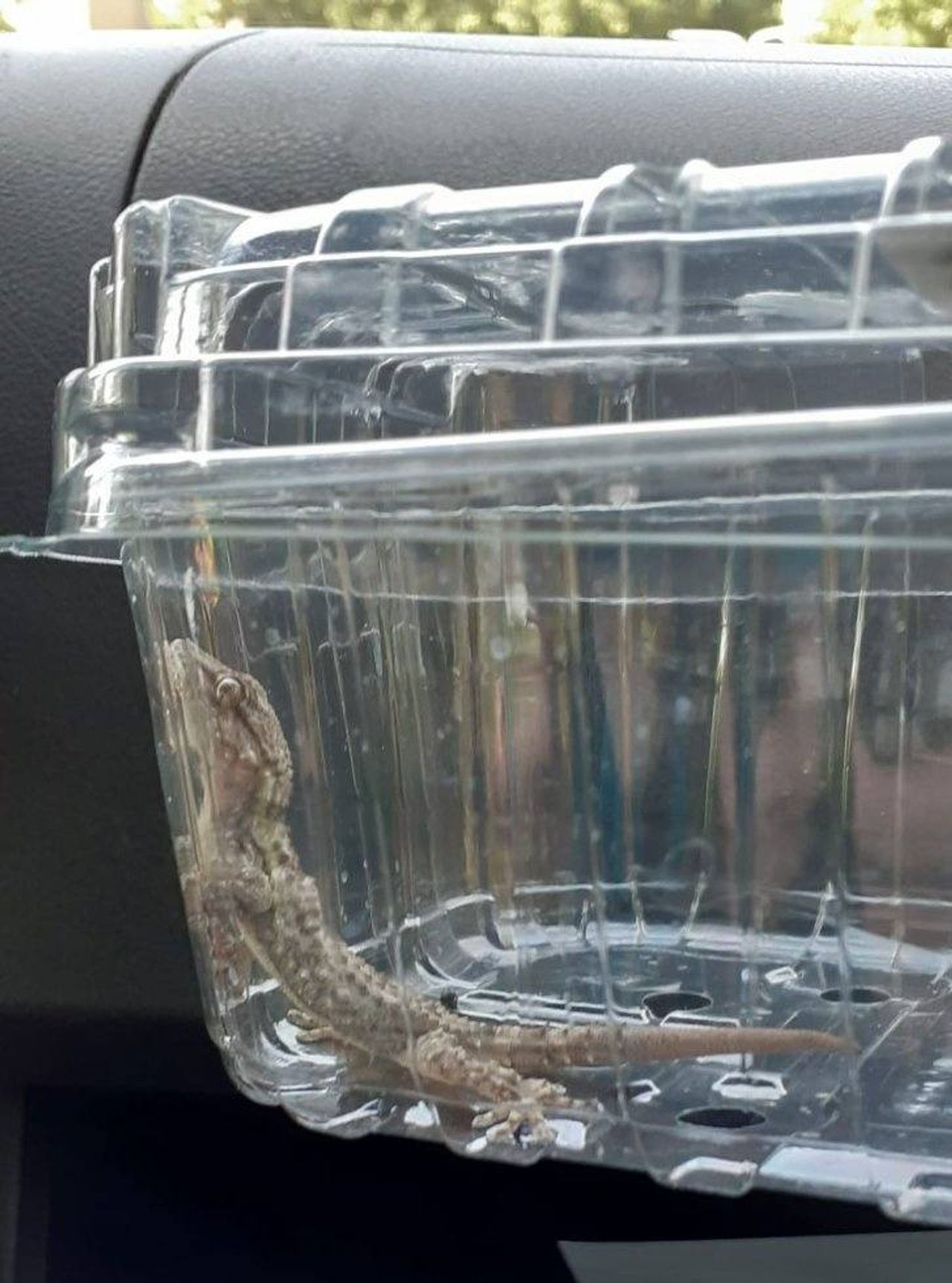 Foto: Facebook/Dierenambulance Brabant Noord-Oost.