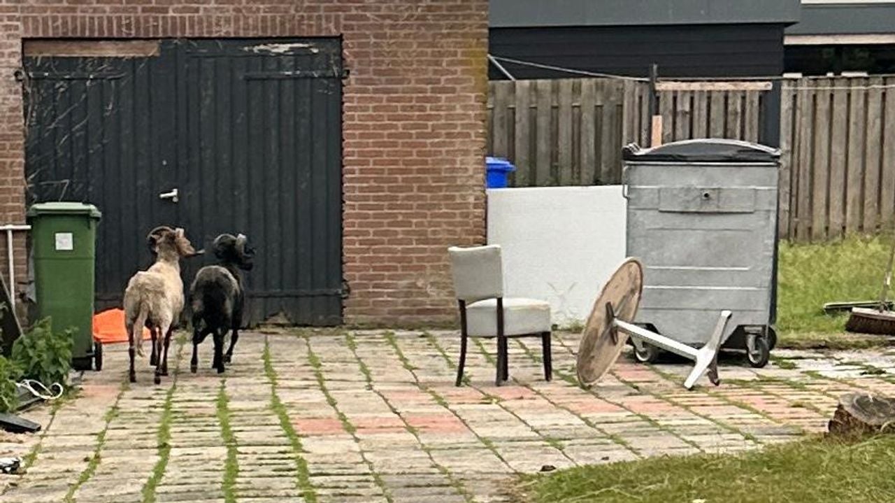 De dieren werden in de tuin van de shoarmazaak aangetroffen (foto: Comité Dierennoodhulp).