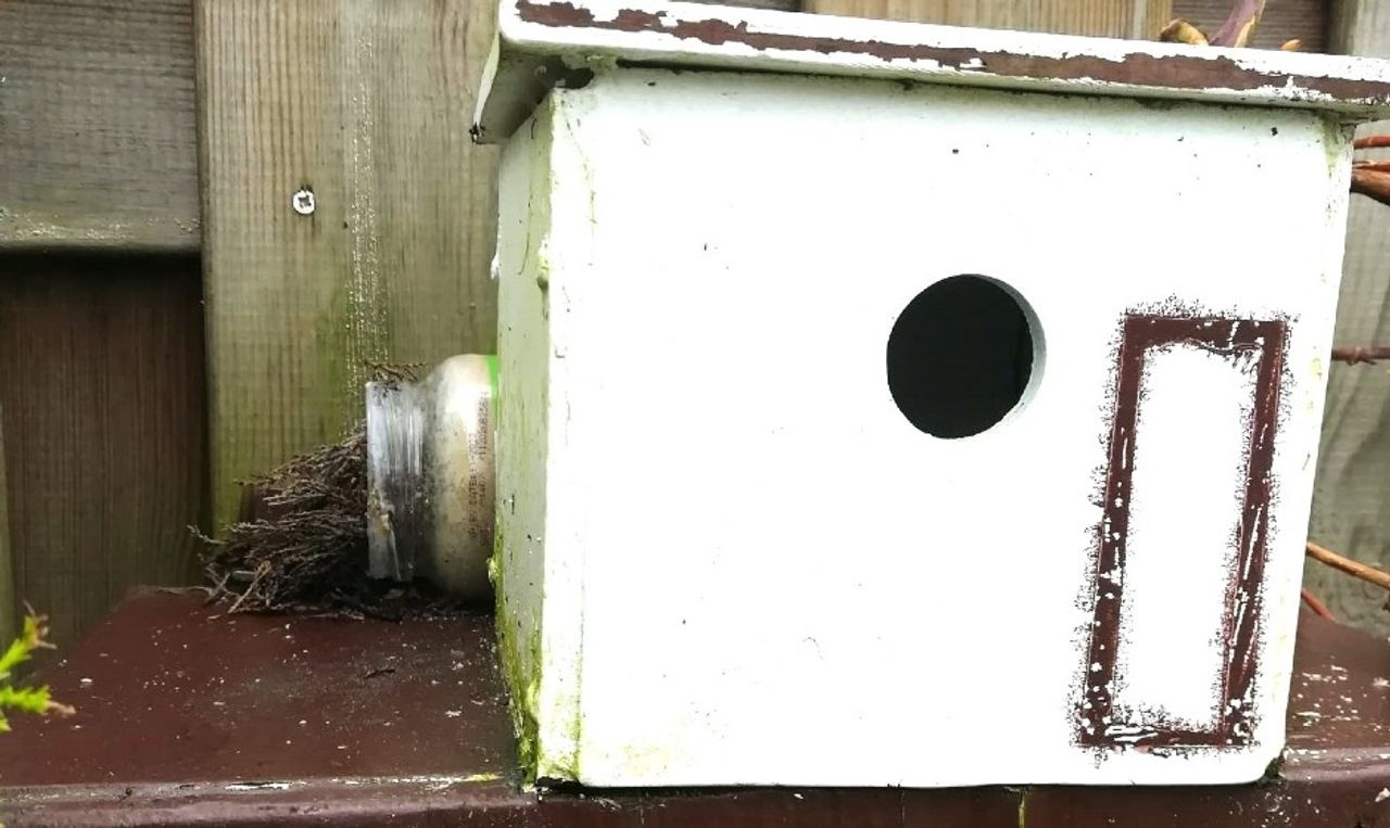 Potje pindakaas gevuld met takjes door een winterkoning (foto: Hans van Wingerden).