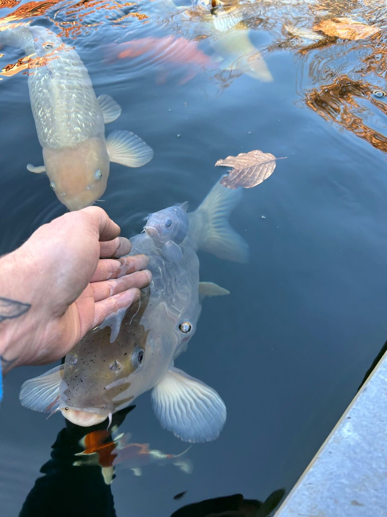 De lievelingskarper is gewoon een grijze (foto: Barry).