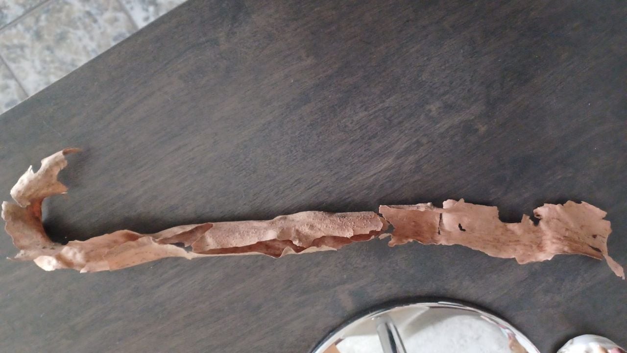 De schors van een plataan (foto: An Roelen).