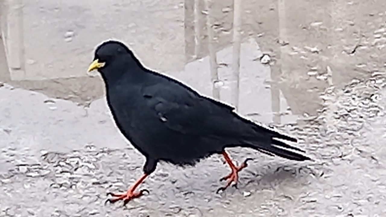 Een Alpenkauw (foto: Jos Jochems).