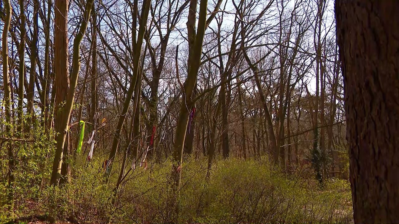 De lapjes in de struiken worden verplaatst.