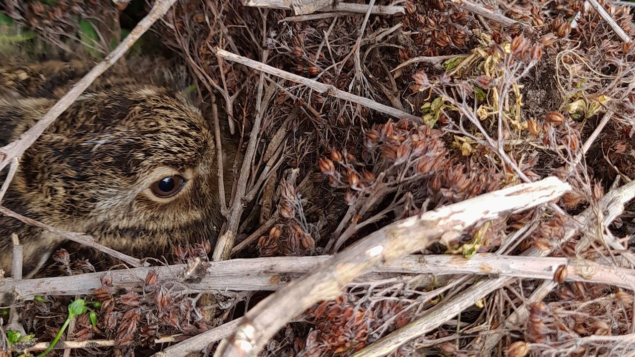 Een haas (foto: Cor Meeuws).
