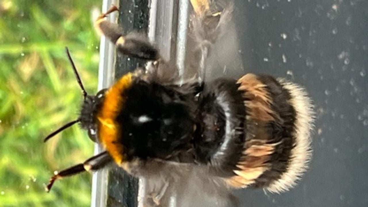 Een gewone koekoekshommel (foto: Jan Vermulst).