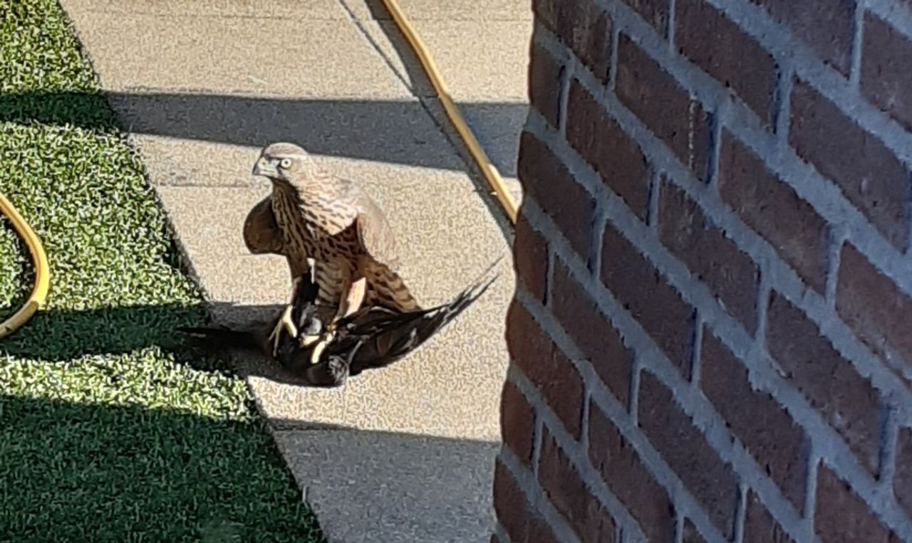 Een havik boven op een kauw (foto: Ans Hess).