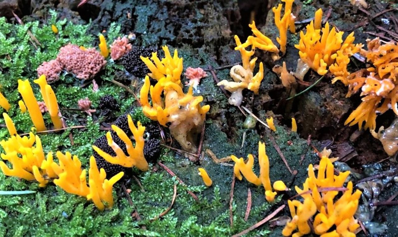 Kleverige koraalzwammetjes (foto: Harrie Brokken).