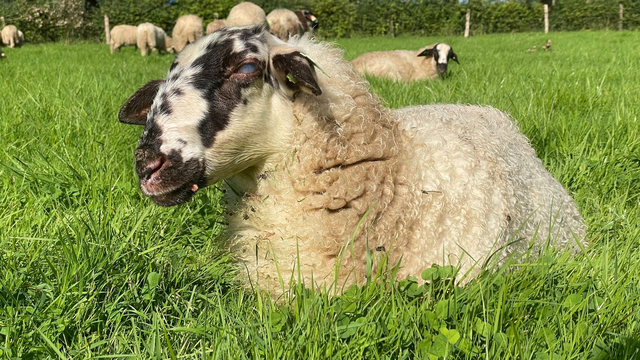 Een schaap met blauwtong (foto: Jos Verkuijlen).