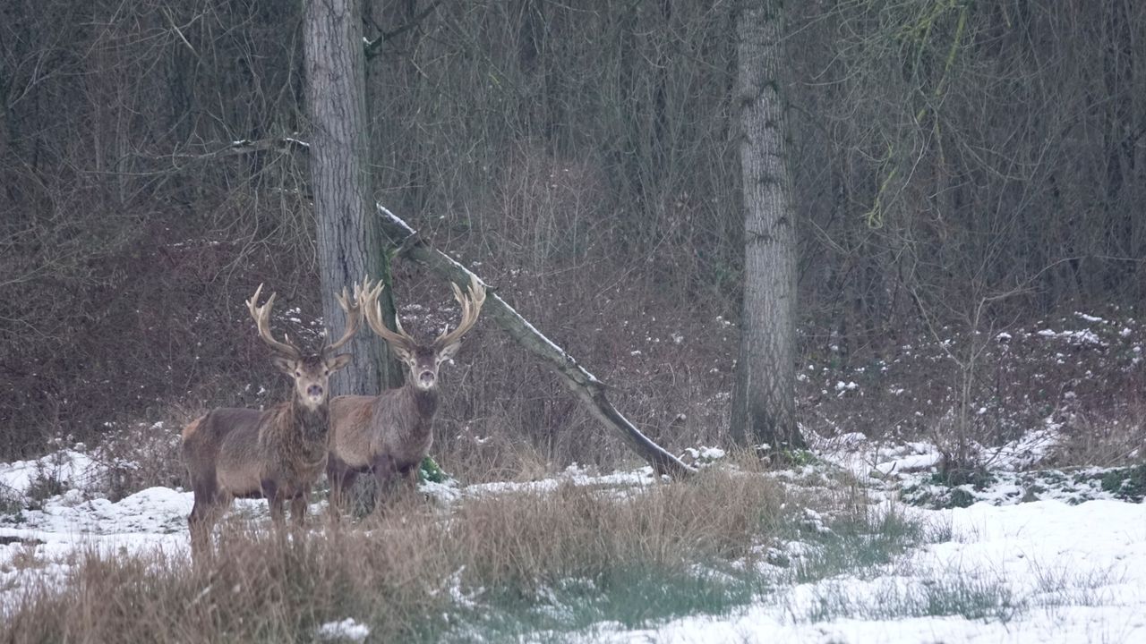 Twee prachtige edelherten (foto: Han van Roosmalen).