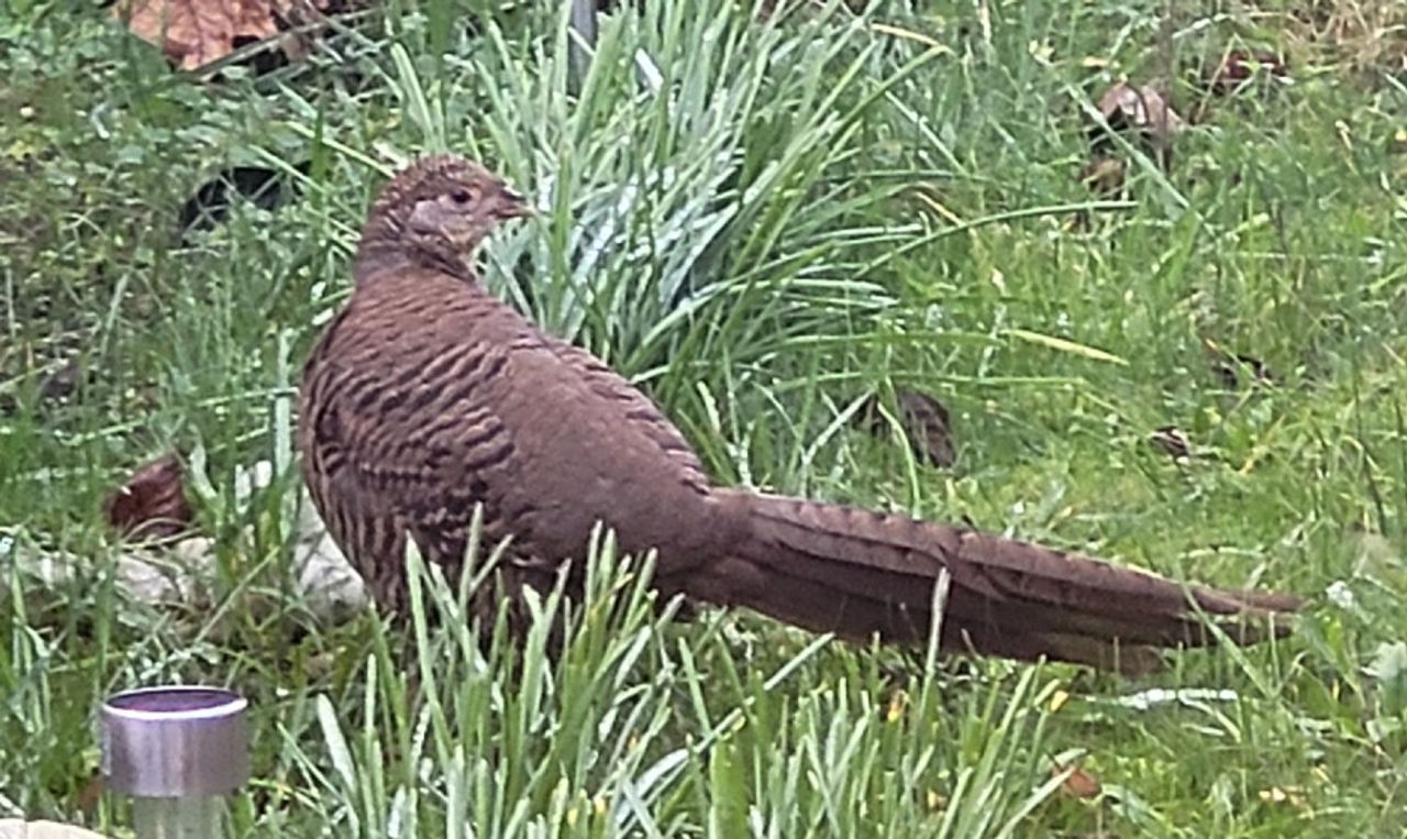 Fazant in de achtertuin