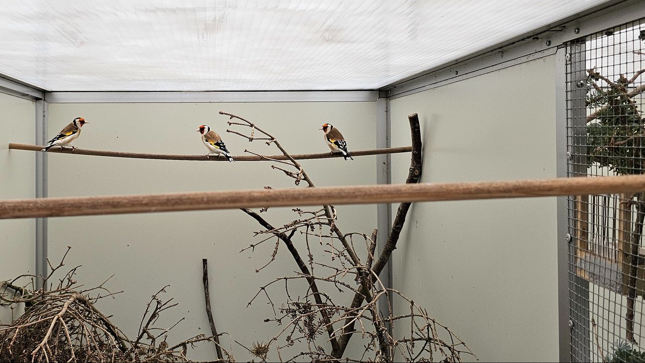 Distelvinkjes, de lievelingsvogels van Broer (foto: Geraldo Mutzers).