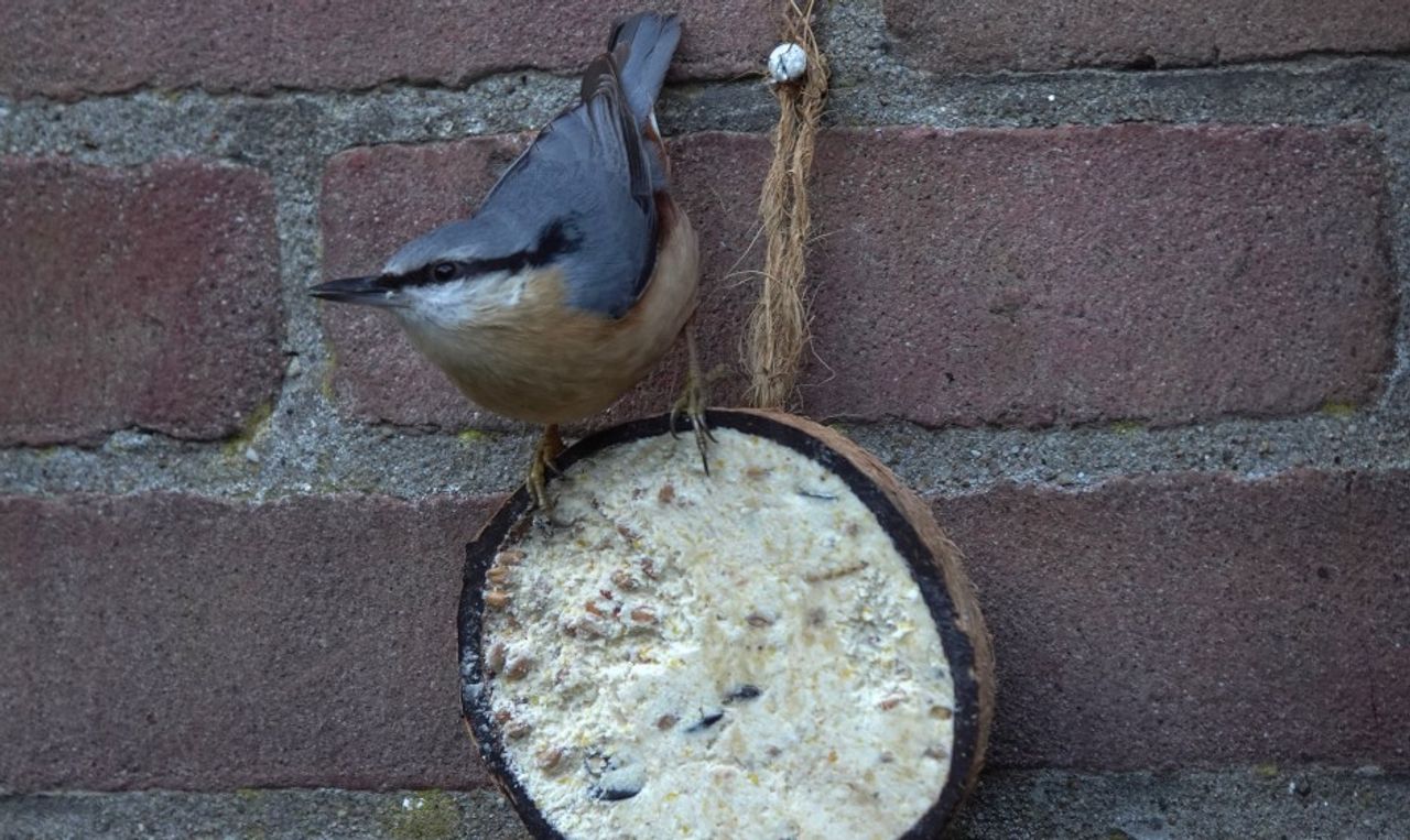Een boomklever bij vetbol (foto: Tom en Nellie van den Heuvel).