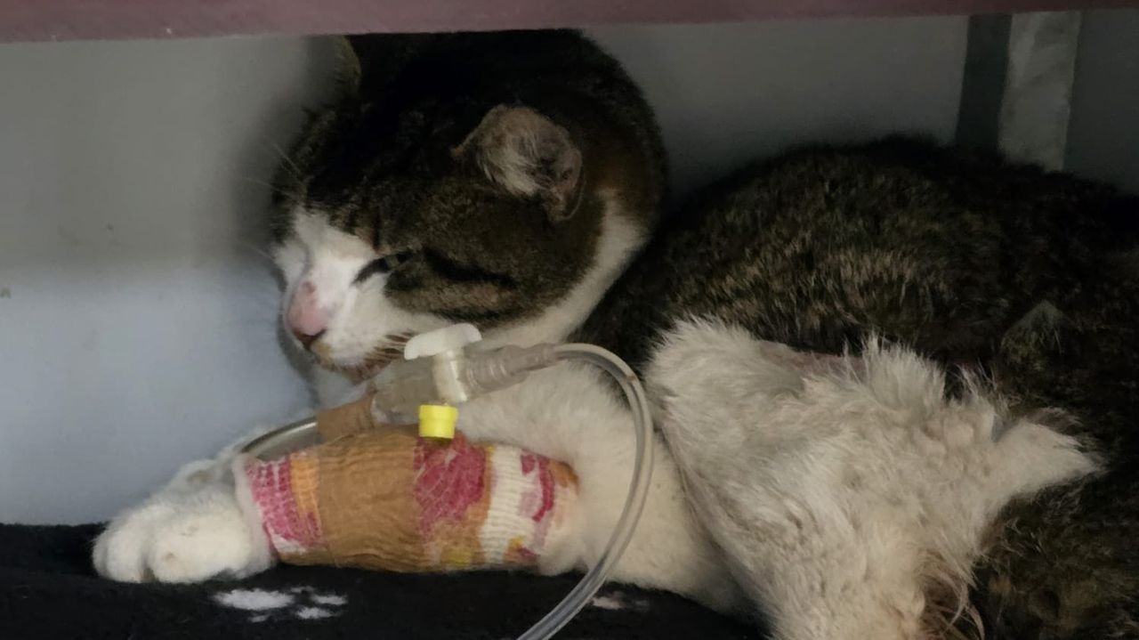 Het katje is gevonden in een schuur, ze heeft het niet gered (foto: Dierenasiel Waalwijk).