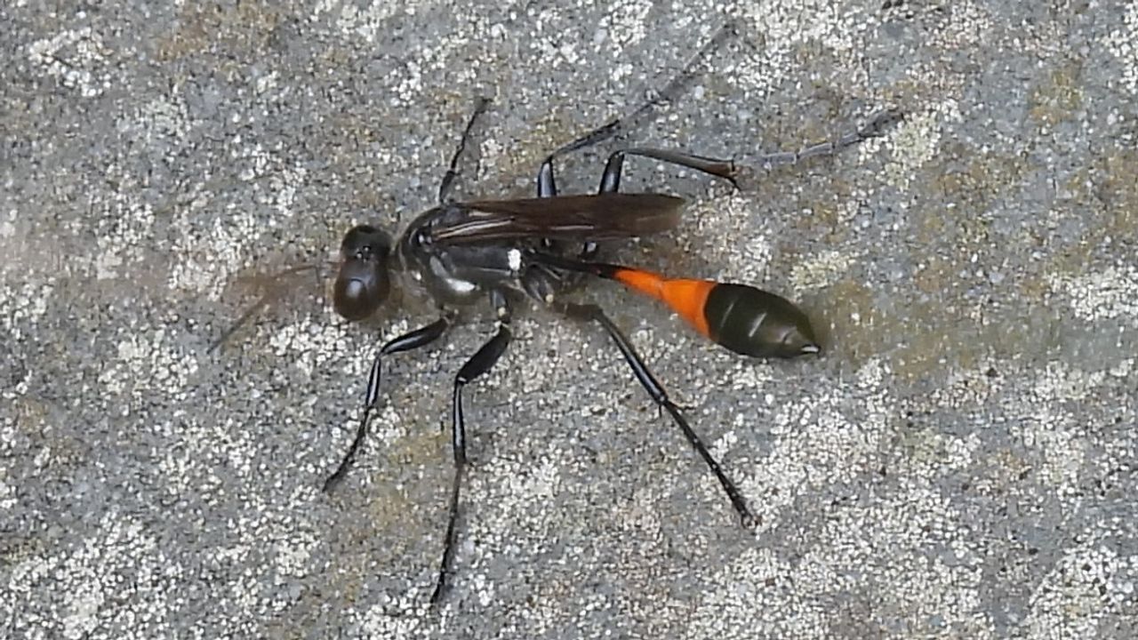 De grote rupsendoder (foto: André van Drunen).