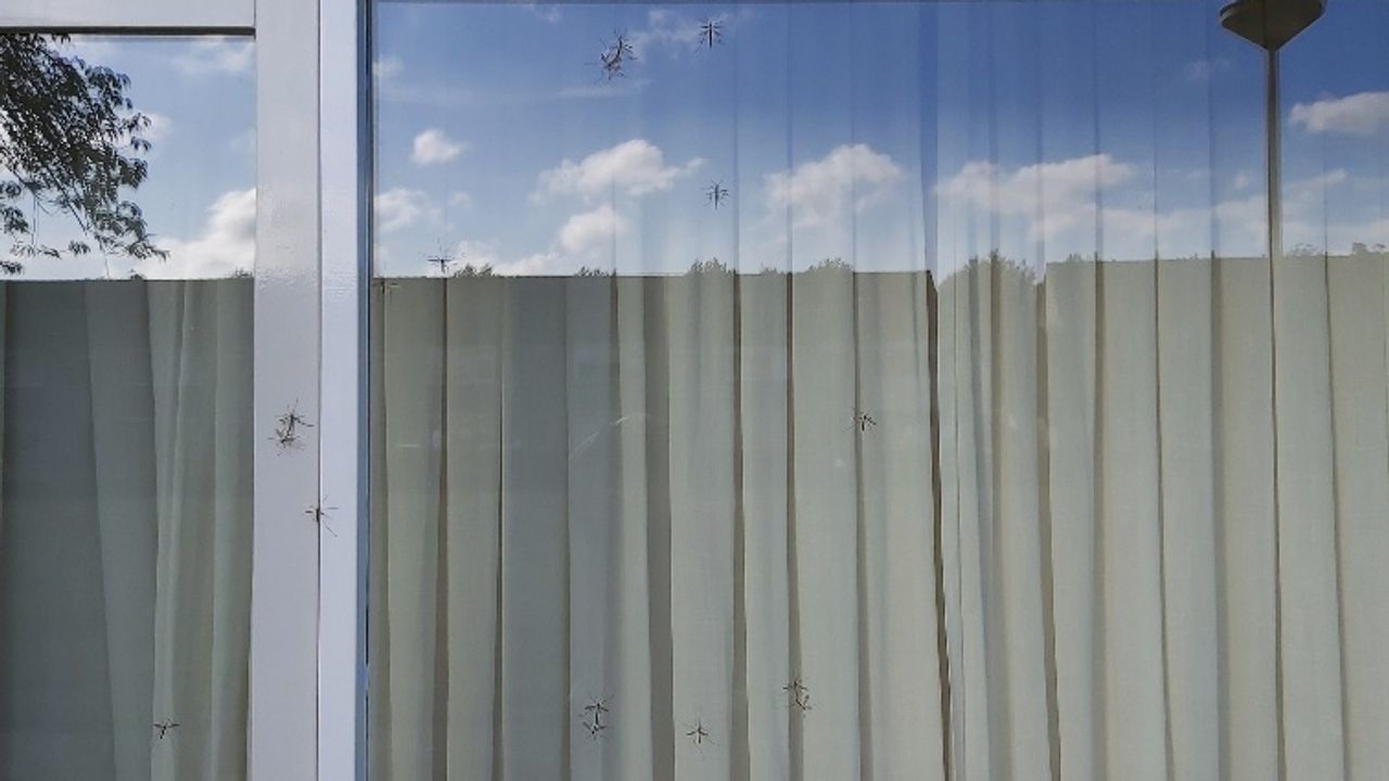 Een raam vol langpootmuggen.