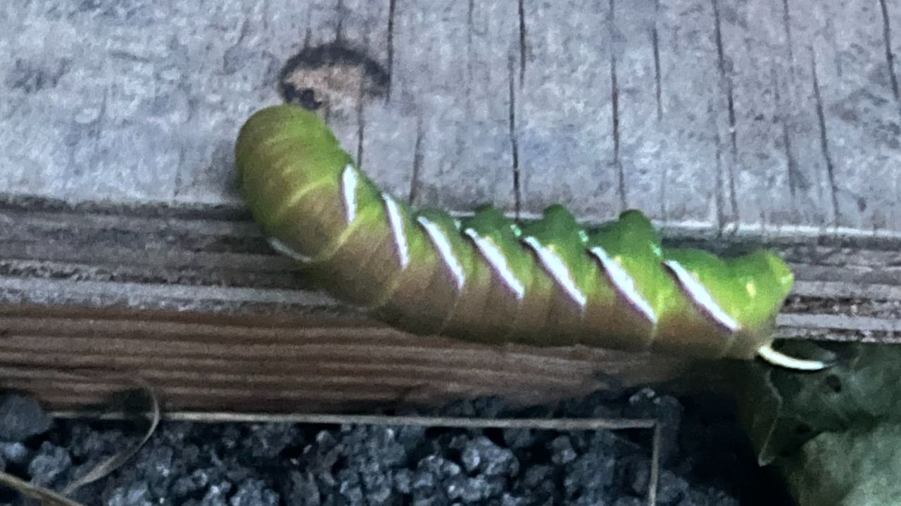 De groene variant van de rups van de ligusterpijlstaart (foto: Patrick Weidinger).