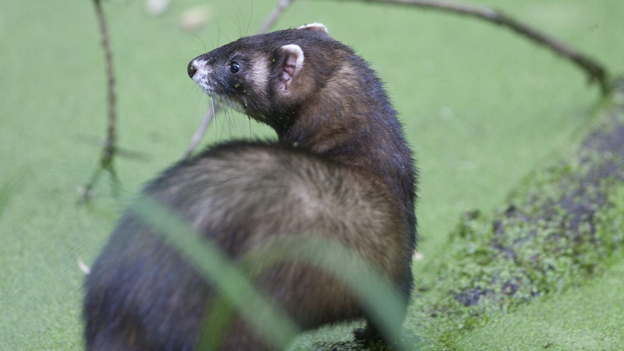 Een bunzing (foto: Saxifraga/Mark Zekhuis).