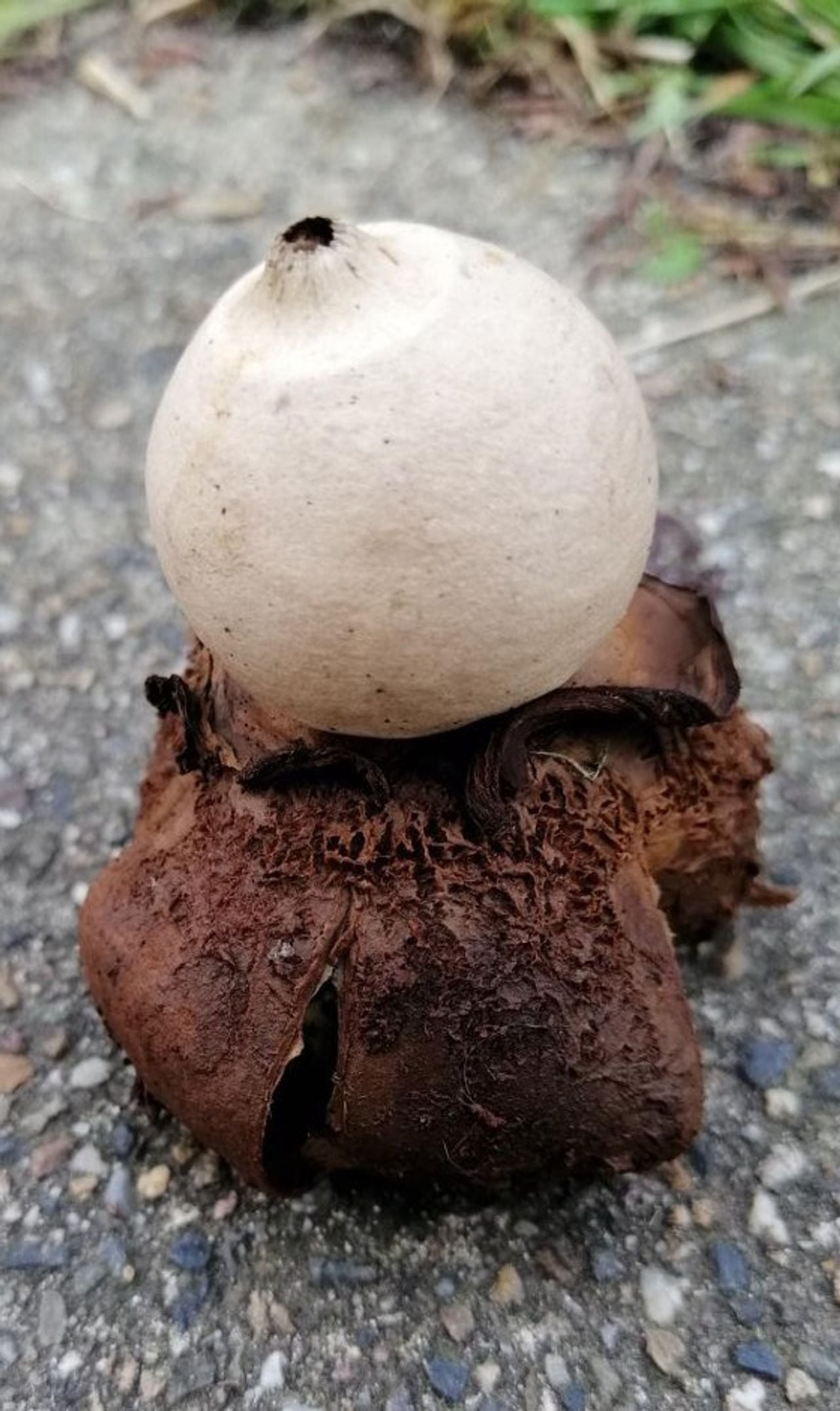 Een gekraagde aardster (foto: Marjon Jansen). 