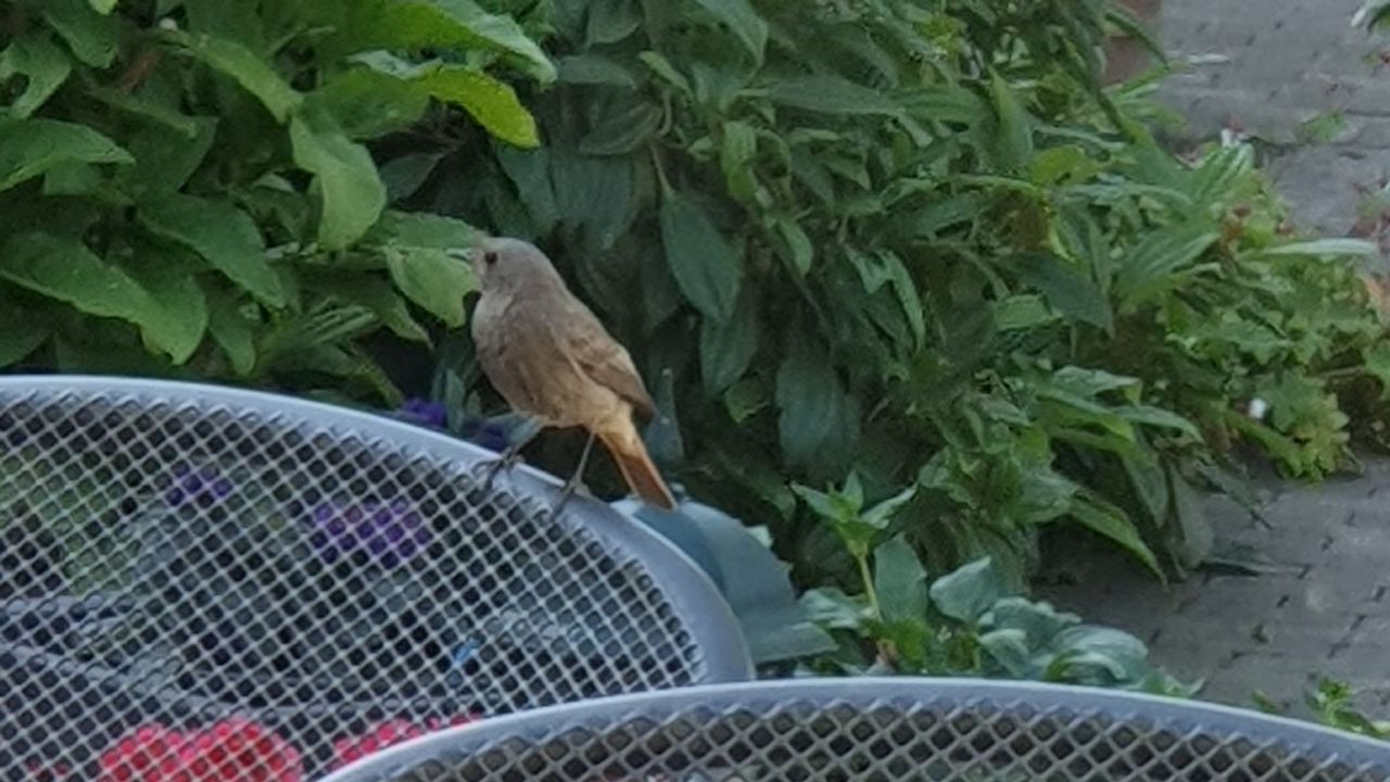 Een zwarte roodstaart (foto: Anny Maas).