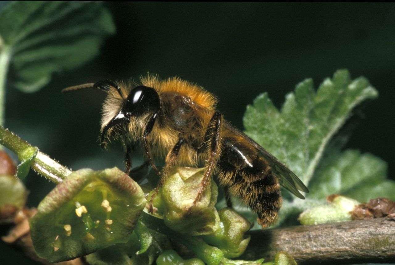 Het mannetje van het vosje (foto: Saxifraga/Pieter van Breugel).