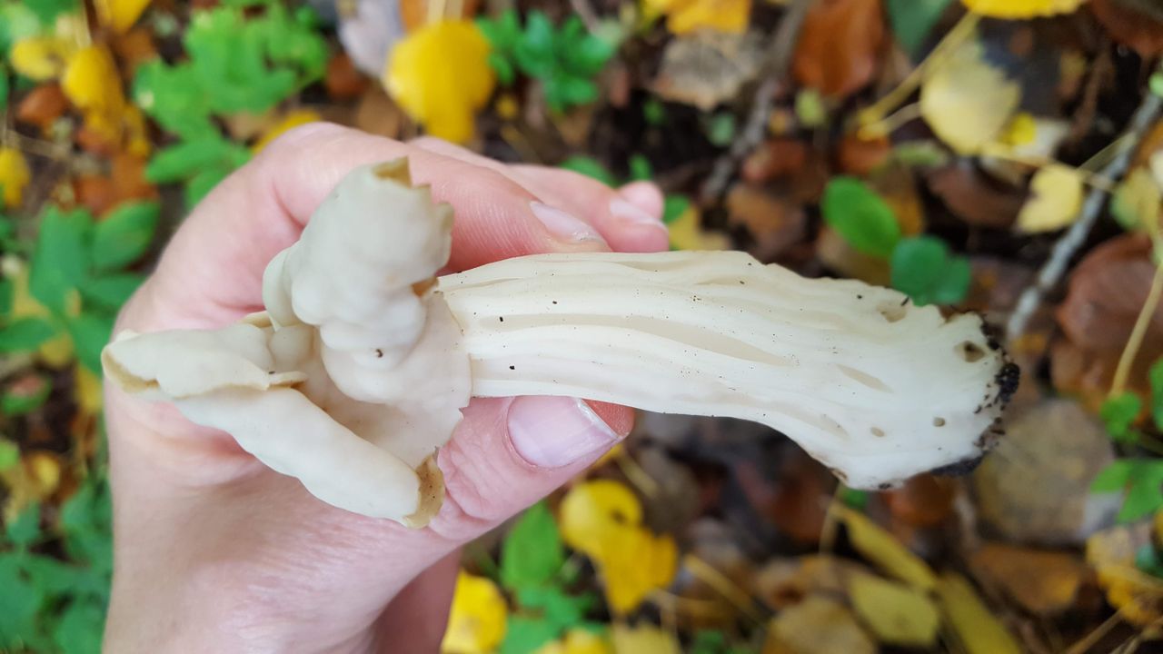 Een witte kluifzwam (foto: Monique Gravemaker).