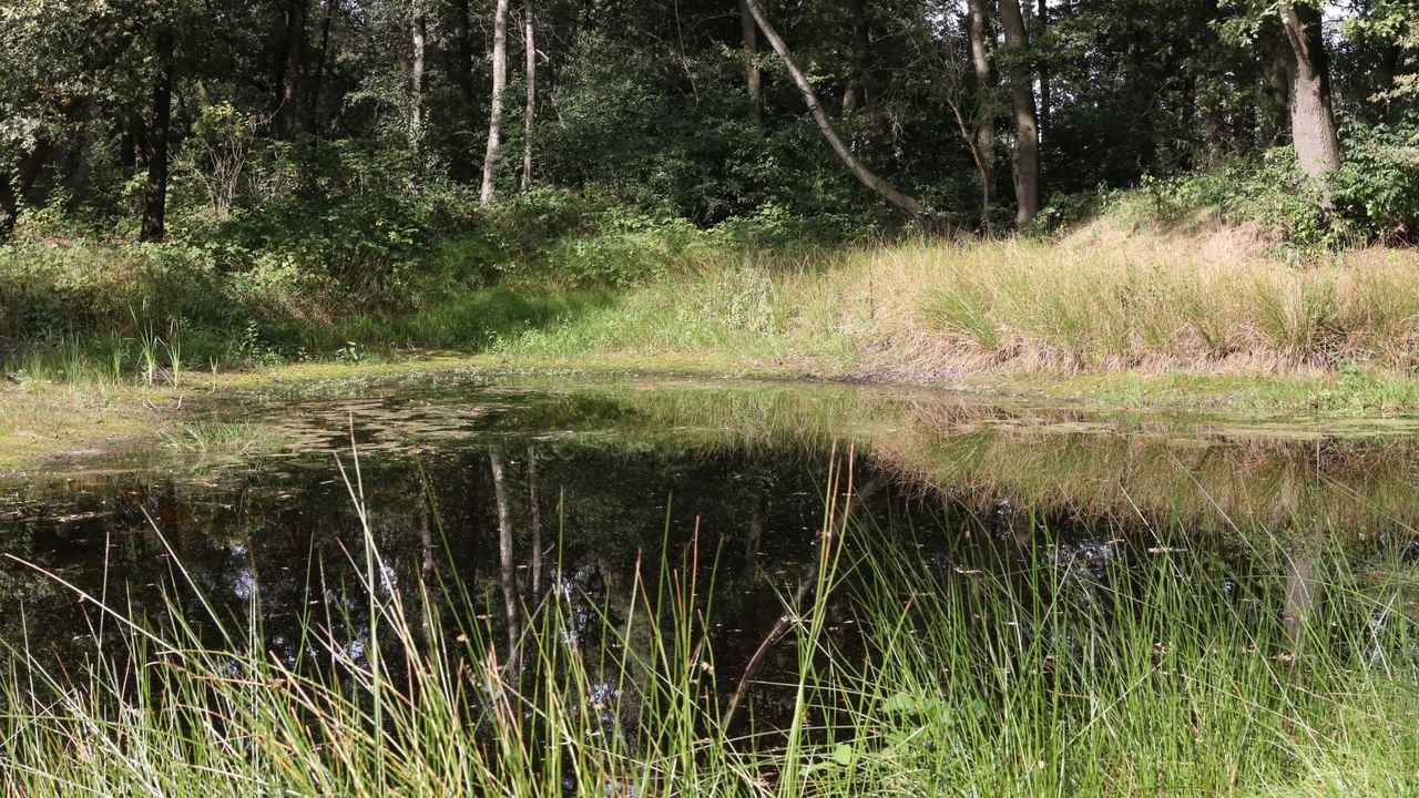 Het ven dat John liet graven in het bosje op zijn boerderij