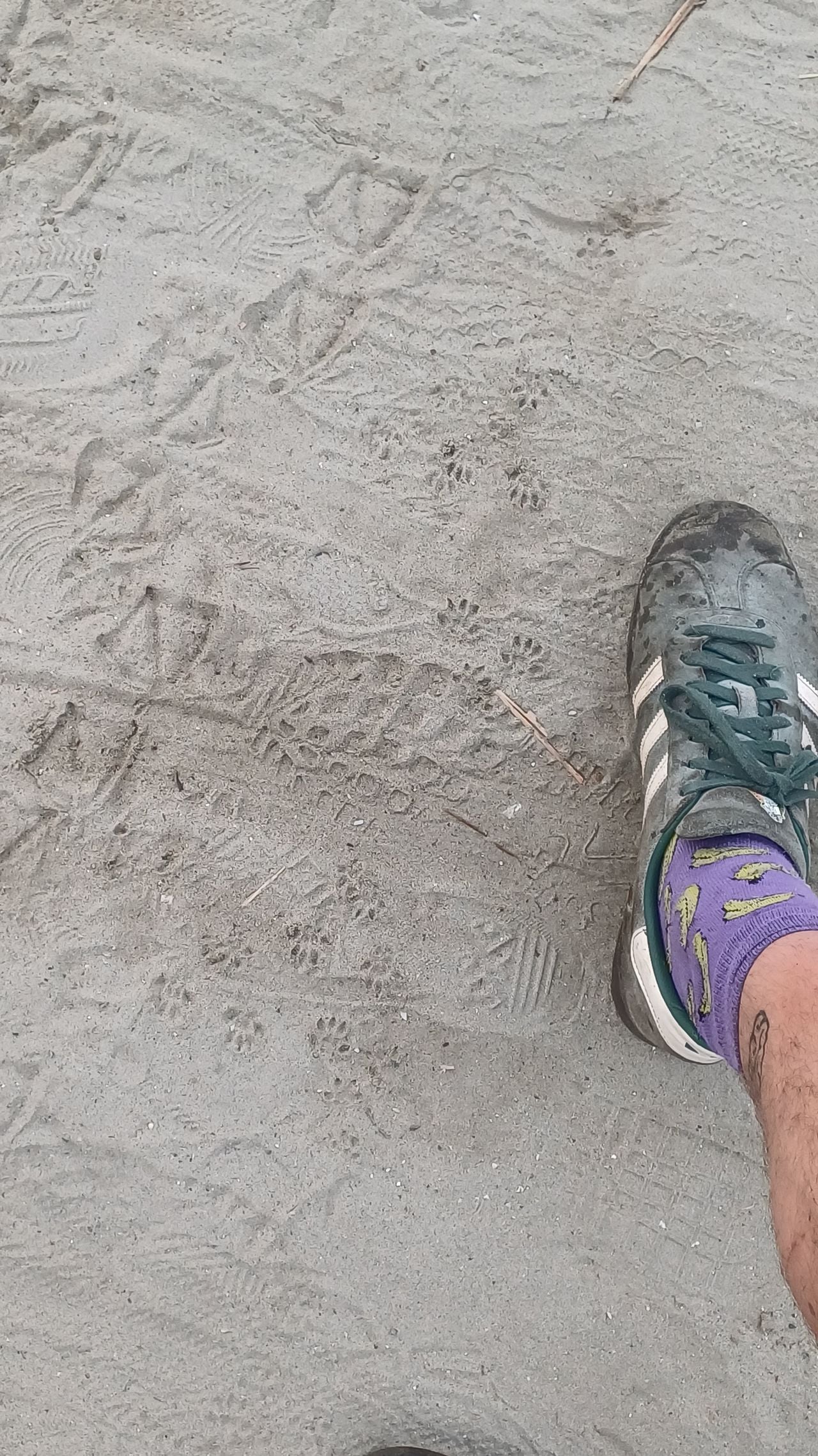 Prenten bunzing of steenmarter. Foto Hugo Nagelkerke